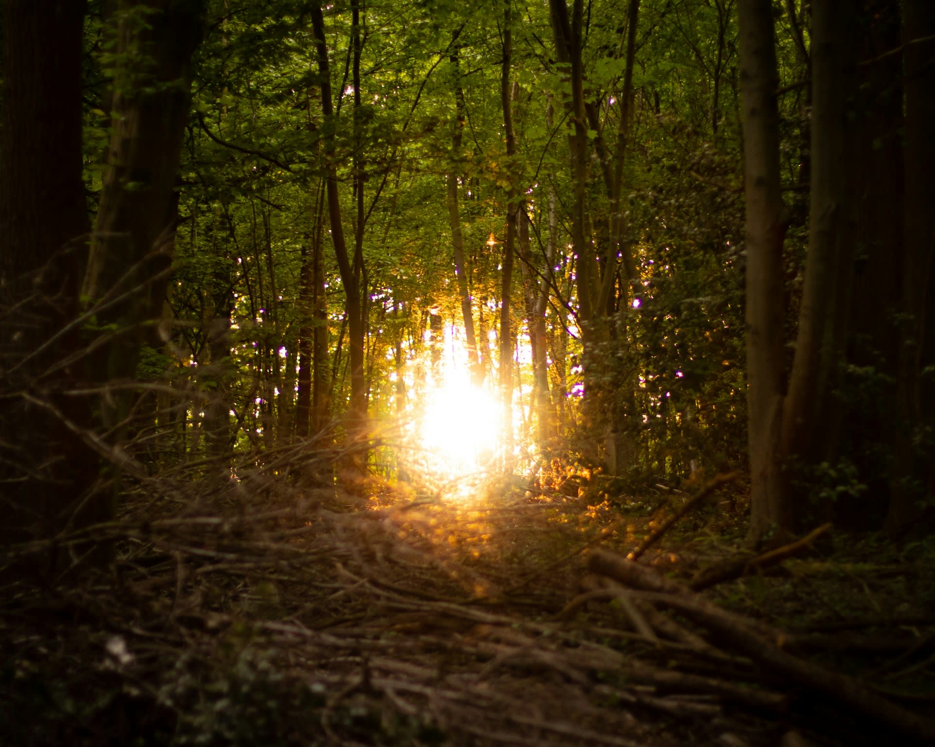 A pale glowing orb shining between winter forest trees